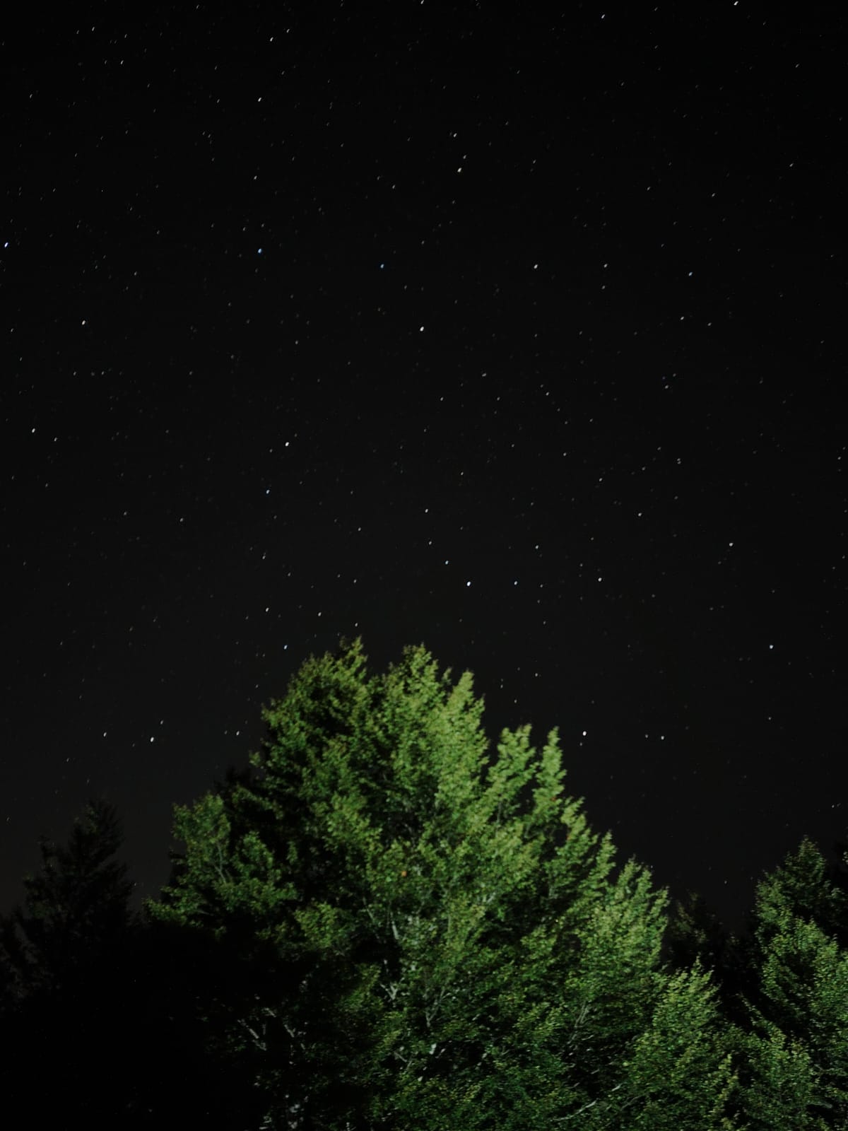stelle nel cielo notturno con un albero in primo piano